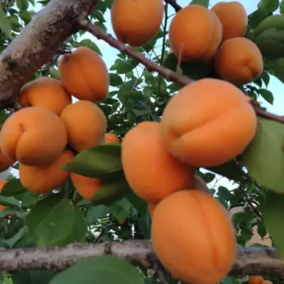 Абрикос ГОЛД РИЧ в Гродно