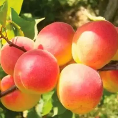 Абрикос NJA-19 в Гродно