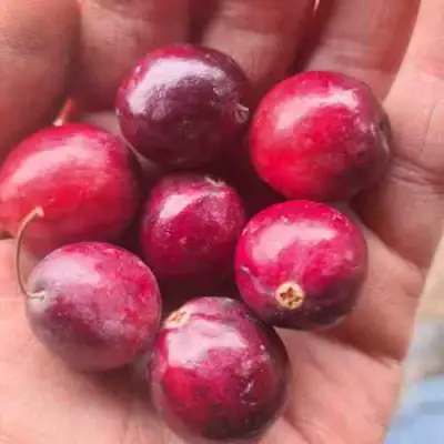 Клюква БАИН 6 в Гродно