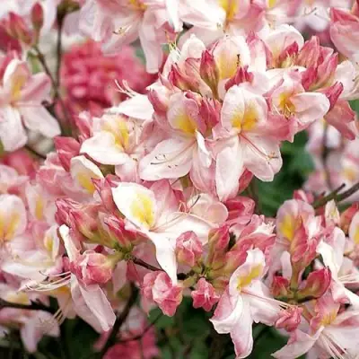 Азалия САТОМИ японская в Гродно