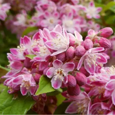 Дейция СТРОБЕРРИ ФИЛДС  в Гродно