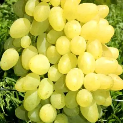 Виноград ЗАРНИЦА в Гродно