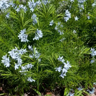 Амсония РЕСНИТЧАТАЯ в Гродно