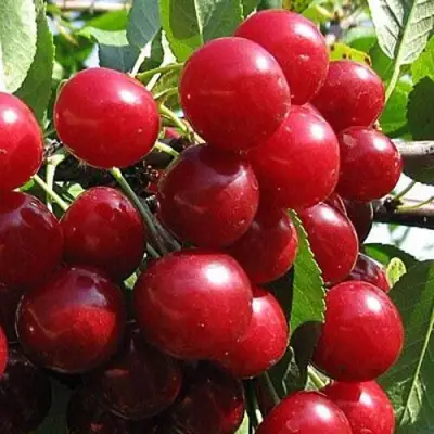 Вишня ГЛУБОКСКАЯ в Гродно