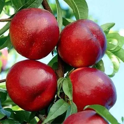 Нектарин БИГ-ТОП в Гродно