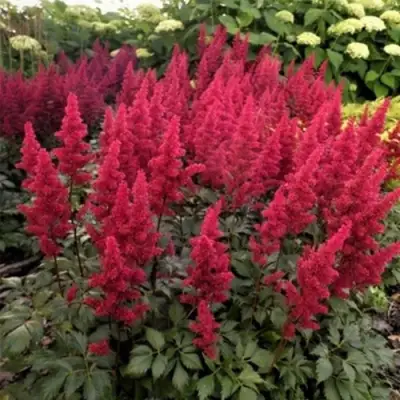 Астильба ФАНАЛ в Гродно