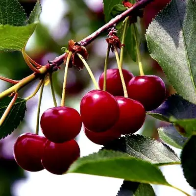 Вишня РИВАЛ в Гродно