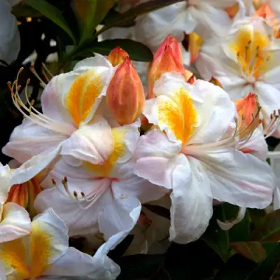 Азалия СИЛЬВЕР СЛИППЕР листопадная в Гродно