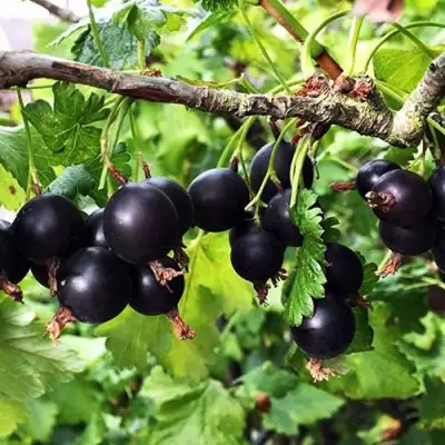 Йошта КРЫМСКАЯ в Гродно