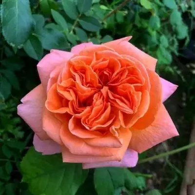 Роза РЕНЕ ГОССИНИ чайно-гибридная в Гродно