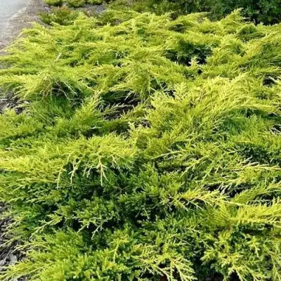 Можжевельник ОЛД ГОЛД средний в Гродно