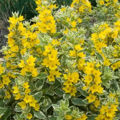 Вербейник АЛЕКСАНДР точечный в Гродно