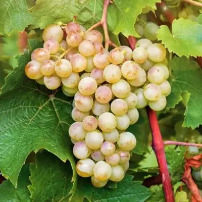 Виноград КРИСТАЛЛ в Гродно