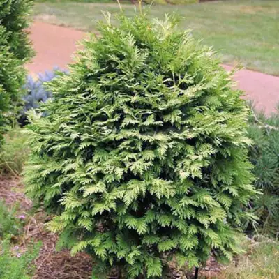 Туя ВАРЕАНА ЛЮТЕСЦЕНС западная в Гродно