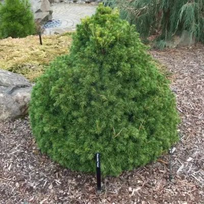 Ель ТОМПА обыкновенная в Гродно