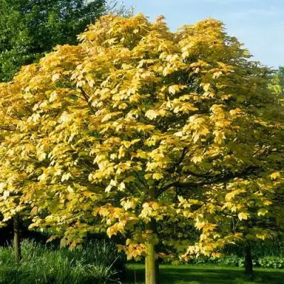 Клен ложноплатановый в Гродно