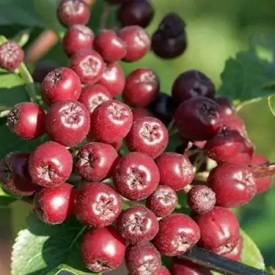 Рябина БУРКА сладкоплодная в Гродно