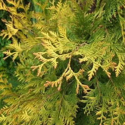 Туя ГОЛДЕН БРАБАНТ западная в Гродно