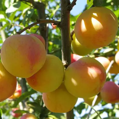 Слива ВЕТРАЗЬ-2 в Гродно