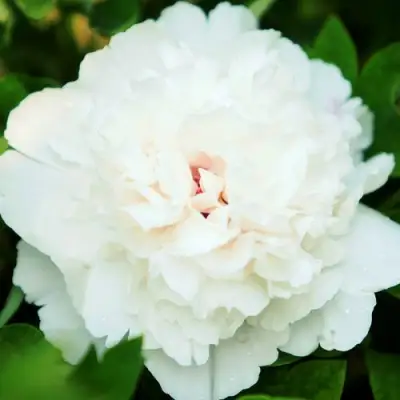 Пион СНЕЖНАЯ КРЕПОСТЬ древовидный в Гродно