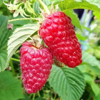 Малина ПШЕХИБА в Гродно