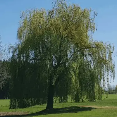 Ива белая в Гродно