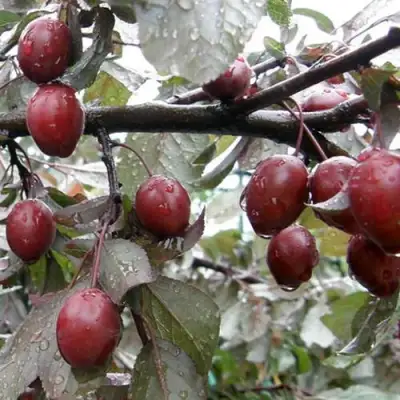 Слива НИГРА растопыреная в Гродно