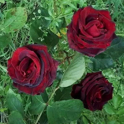 Роза ПАПА МЕЙЯН чайно-гибридная в Гродно