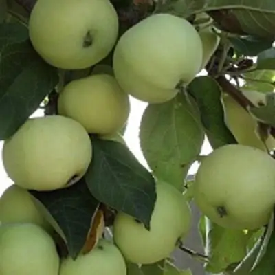 Яблоня ПАПИРОВКА в Гродно