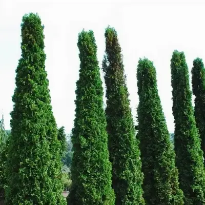 Туя ДЕГРУТ СПАЙР западная в Гродно