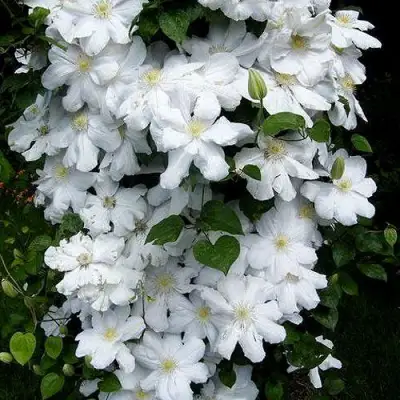 Клематис ТОКИ в Гродно