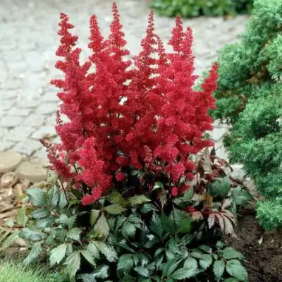 Астильба ГРАНАТ Арендса в Гродно