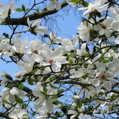 Магнолия АЛЬБА СУПЕРБА в Гродно