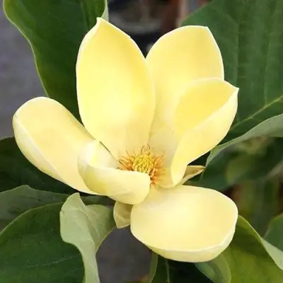 Магнолия ЕЛЛОУ ЛАНТЕРН в Гродно