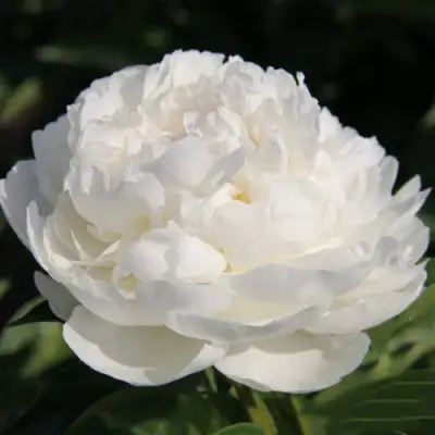 Пион СНЕЖНАЯ КРЕПОСТЬ древовидный в Гродно