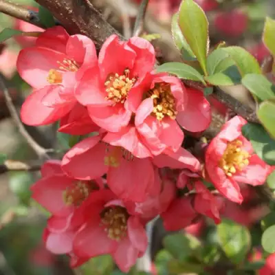 Айва ПИНК КВИН в Гродно