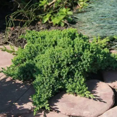 Можжевельник АВАСИ лежачий  в Гродно