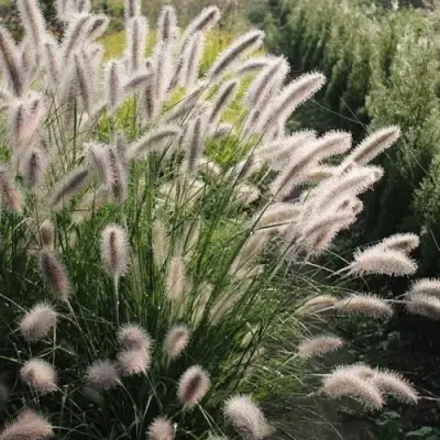 Пеннисетум ЛЕДИ Ю в Гродно