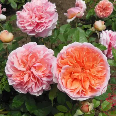 Роза ЧИППЕНДЕЙЛ чайно-гибридная в Гродно