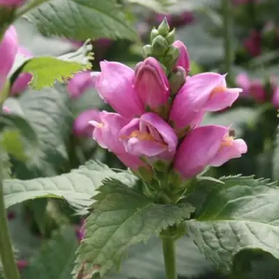 Хелоне КОСАЯ в Гродно