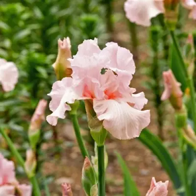 Ирис ПИНК ХОРАЙЗОН бородатый в Гродно