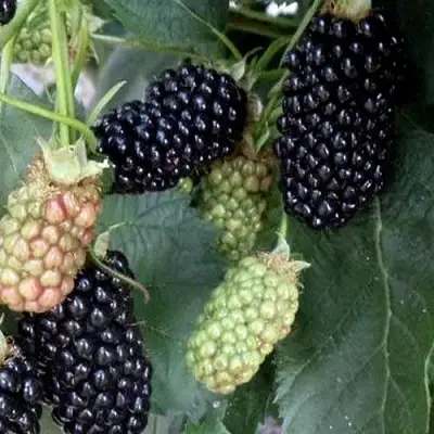 Ежевика ПРАЙМ АРК ФРИДОМ ремонтантная  в Гродно