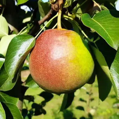 Груша КУПАЛА в Гродно