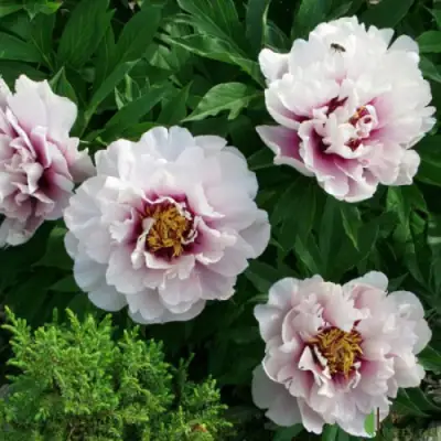 Пион КОРА ЛУИЗА ито-гибрид в Гродно