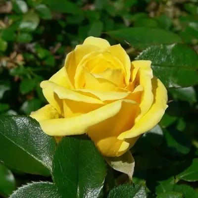 Роза ПАПИЛОН чайно-гибридная в Гродно