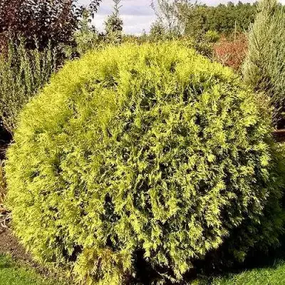 Туя ГЛОБОЗА АУРЕА западная в Гродно