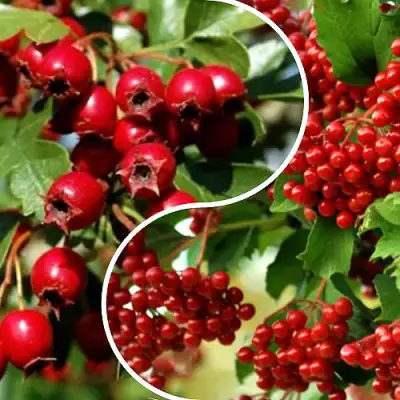 Комплект БУДЬ ЗДОРОВ в Гродно