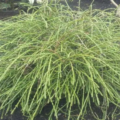 Туя ФИЛИФОРМИС   в Гродно