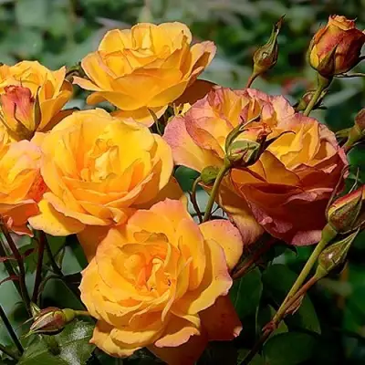 Роза САХАРА плетистая в Гродно