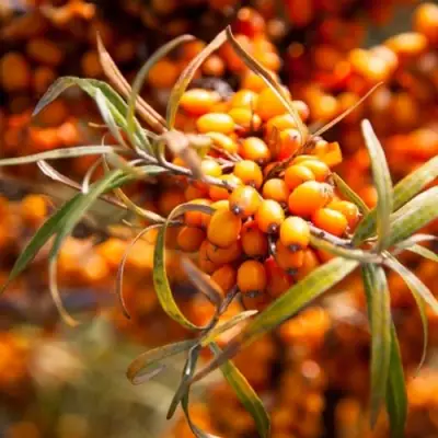 Облепиха ФИНСКАЯ в Гродно